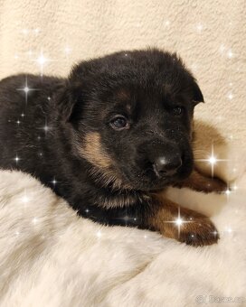 Německý ovčák - štěňata - 2