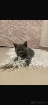 Modrá britská koťata - 2