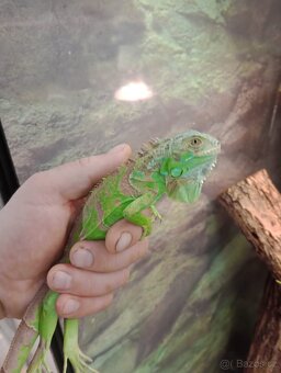 Leguán zelený (Iguana iguana) - 2