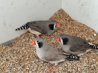 Zebřička pestrá - 2