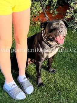 Pitbull ke krytí - 2