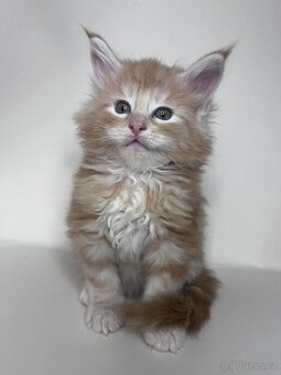 Mainské mývalí kočky s PP - 2