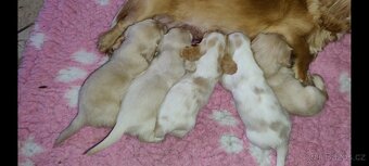 Jezevčík dlouhosrstý trpasličí - 2