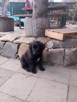 Nabízím štěňata - 2