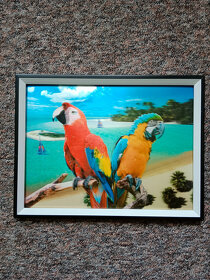 Obraz 3D - papoušci (lentikulární tisk) - 2