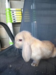 Zakrslý králík beránek kluk hnědý - 2