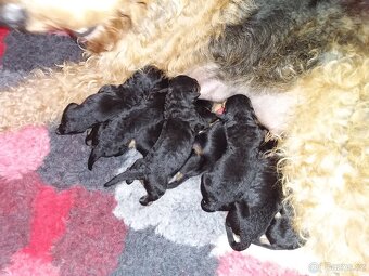Erdelteriér- Airedale terrier, štěňata - 2