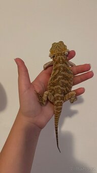 Agama vousatá - samec - 2