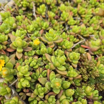 Delosperma nubigenum - 2