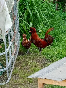 Paduánka zdrobnělá, zlatá černě lemovaná - 2