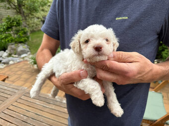 Štěňata lagotto romagnolo - italský vodní pes s PP - 2