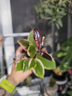 Hoya Flamingo Dream,Hoya Carnosa Krimson - 2