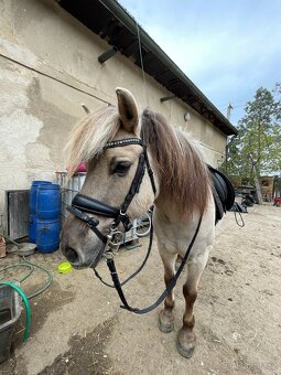 Pony valach - 2