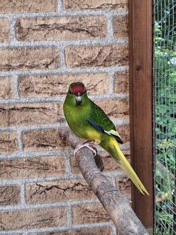 Kakariky - 2