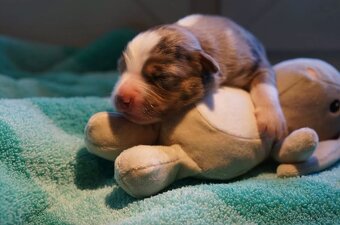 Australský ovčák s PP, blue merle a black tricolor feny - 2