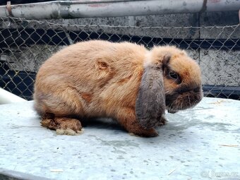 Zakrslý králík - 2