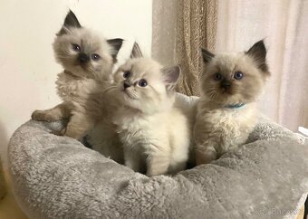 Ragdoll koťátka s PP FIFe - 2