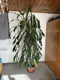 Pokojová květina dracena - vysoká přes 2,5m - 2