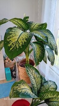 Diefenbachie II. - 2