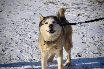 Husky s PP hledá nový domov - 2