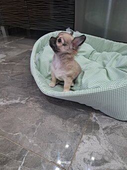 Čivava štěňátka kluci - 2