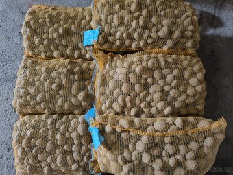 Sadbové brambory - 2