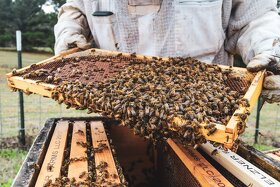 Včelstva a včelařské potřeby - 2