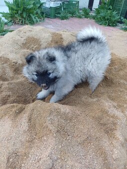Německý vlčí špic Keeshond - 2