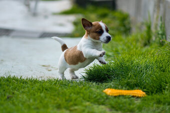 Jack Russell terier - hladkosrstá fenka s PP - 2