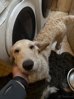 Golden doodle - 2