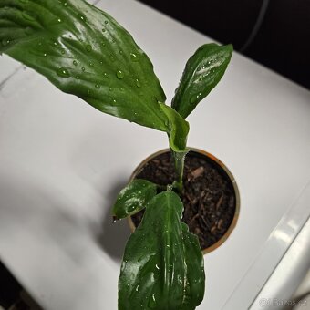 Spathiphyllum sadička - 2