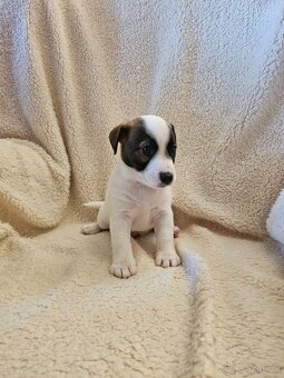 JACK RUSSELL - K REZERVACI - 2