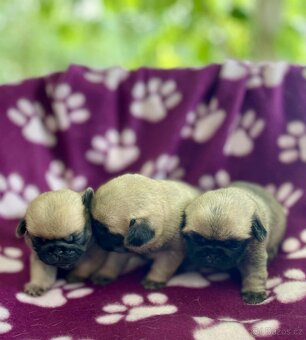 Mops - 2