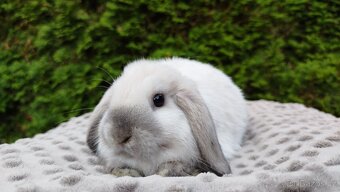 Zakrslý beránek, králíček, králík - JAMES - 2