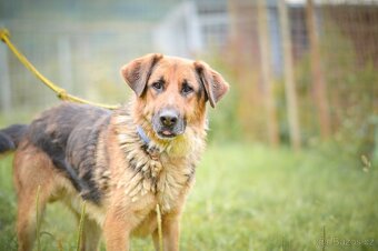 Shadow - x Německý ovčák, Hodně bláznivý aktivní kluk,4 roky - 2
