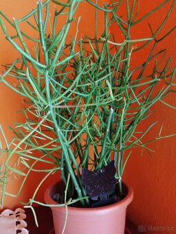 Pokojové rostliny - 2