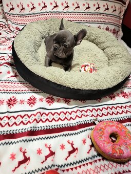 Francouzský buldoček - 2