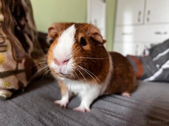 Daruji morčata samečci - 2