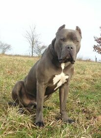 American Bully xl/ xxl krytí - 2