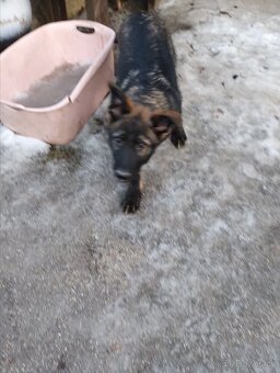 Německý ovčák - 2