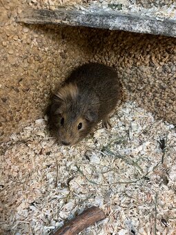 Morče chlapeček nar. 30.12.2025 - 2