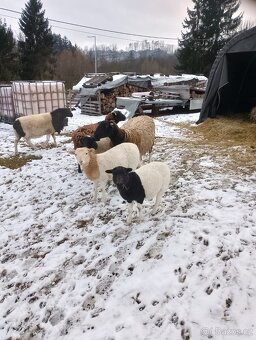 Ovce a beránek Dorper - 2