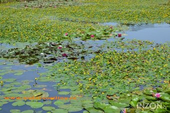 vodní rostliny bahenní rostliny - 2