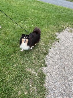 Sheltie krytí - 2