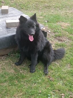 Německý špic velký - 2