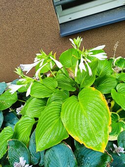 Hosta z vlastní zahrádky - 2