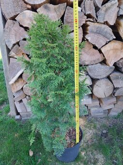 Prodám Thuja occidentalis ´Smaragd´,zerav, tůje,živý plot - 2