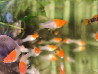 Mecovky koi xxl - 2