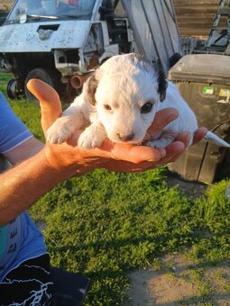 Prodám štěňata Jack Russel teriér - 2