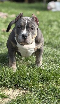 American bully - 2